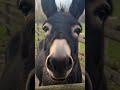 Wait😱 donkey acting like a cat 🤣