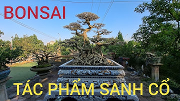BONSAI : CHIA SẺ TP  SANH CỔ VÀ NHIỀU TÁC PHẨM QUÝ NHÀ VƯỜN PHƯƠNG TRINH 2025