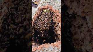 Unbelievable👍 unity of honey bees 🐝 #beekeeping #honeybees #honey #nature #shortsfeed #shorts #yt
