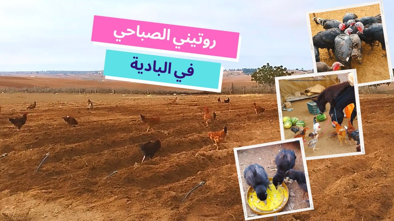صباح ديال تمارة في البادية شوفو على حالة دارو الدجاج للحرت 😱 ووكلت الدجاج وكتاكيت بيبي