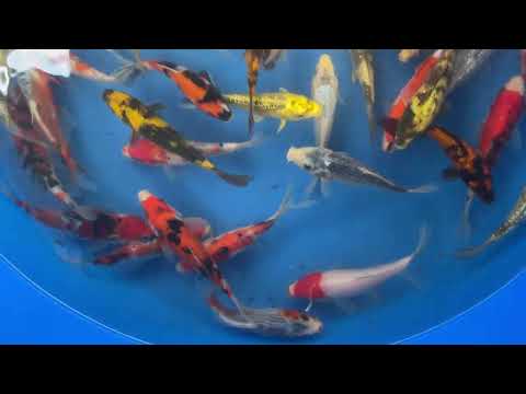 Video Sài Gòn Koi Farm - Mix tosai size nhỏ No.1019 Sđt... - youtube