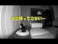 ビビリ猫に一晩お留守番をお願いしたら？熱烈なお出迎え♪