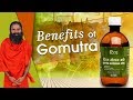 Miraculous benefits of cow urine swami ramdev