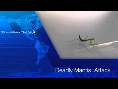 Deadly Praying Mantis Attack!