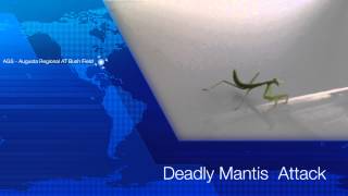 Deadly Praying Mantis Attack!