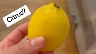 Why do Cats HATE the smell of Citrus? | Whiskers & Oscar Reacts.