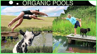 Is it possible? Making An Organic Pool for Goat Yoga