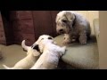 Sealyham Puppies Eight weeks old の動画、YouTube動画。