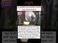 #alliance #alien #aliens #Viral, #Trending,#YouTube, #For You, #ExplorePage, #Video, #ContentCreator