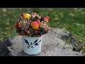 DIY Осенняя композиция. Осенний декор. Autumn decor ideas. Autumn decor. Подделка / Творческое место