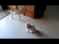 Missy Cat Doesn&#39;t Like New Harness