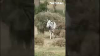 Şfet