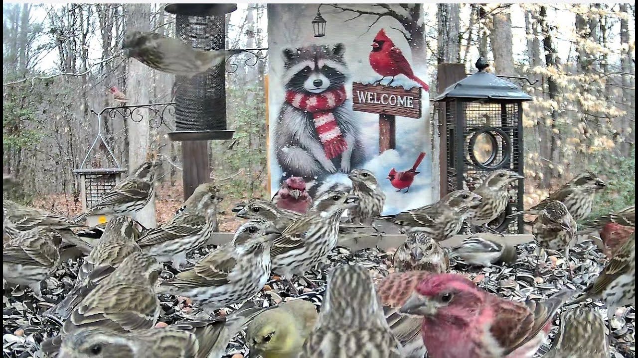 LIVE STREAM ** BOTB Main Feeding Platform Camera ** 2/23/2026