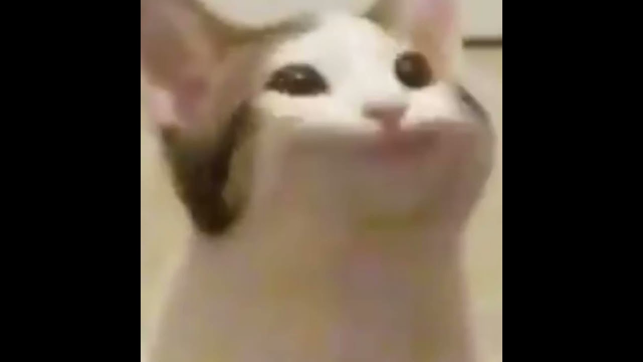 Popping Cat 🐱 🐈 🐈‍⬛