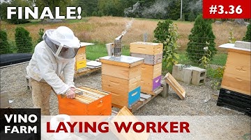Laying Worker FrankenHive Finale! - PART 5