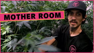 The Mother Room - Working in The LUMA Mother Room
