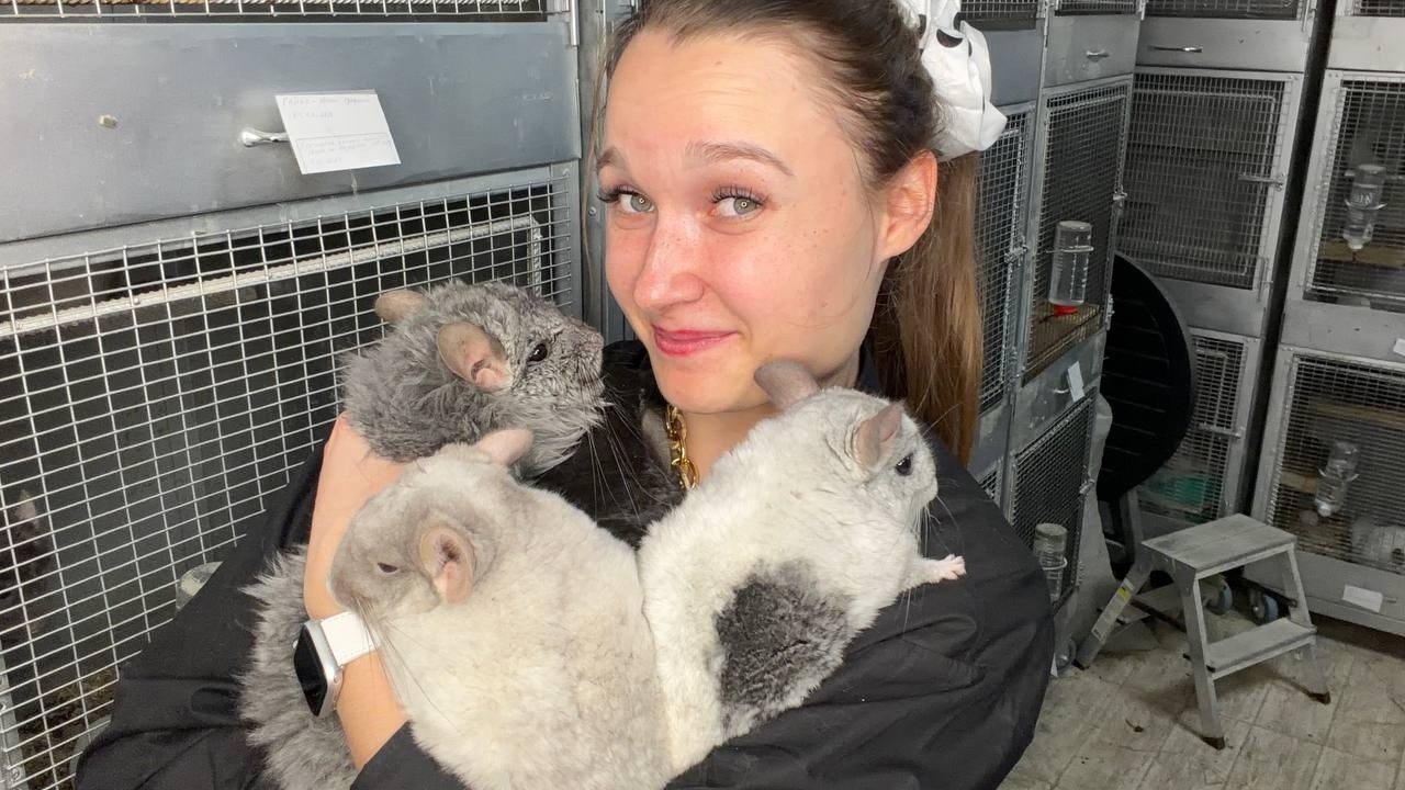 Почему я завела МНОГО ШИНШИЛЛ, а не кролика или других животных?