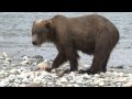 McNeil River Alaska Peninsula Brown Bear Hunting