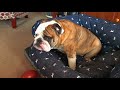 Reuben the bulldog hangry dog