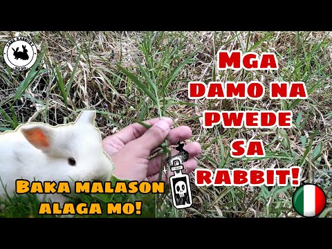 Video: Halaman ng damo timothy meadow