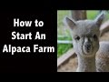 How to Start an Alpaca Farm - Greenfield - New Hampshire Tourism