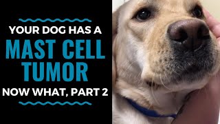 Mast Cell Tumors In Dogs Treatment Options, Now What, Part 2 Vlog 64