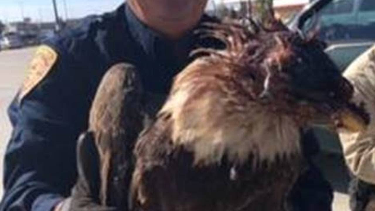 Bald Eagle euthanized after shooting
