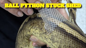 New Series! Saturday Snake School! -How To Prevent Ball Python Stuck Shed
