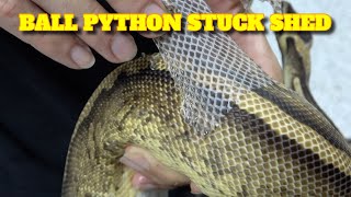 Celebrity New Series! Saturday Snake School! -How To Prevent Ball Python Stuck Shed Net Worth