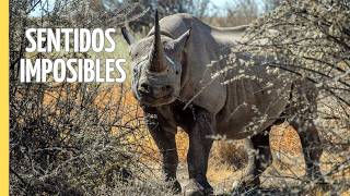Los Supersentidos del Reino Animal | Documentales Gratuitos