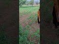 🌾बाजरे के खेत मे निकला सांप 🐍 #farming #reels #sorts #kisan #tractor #farming #farmingjyotivlogs 🌾👌
