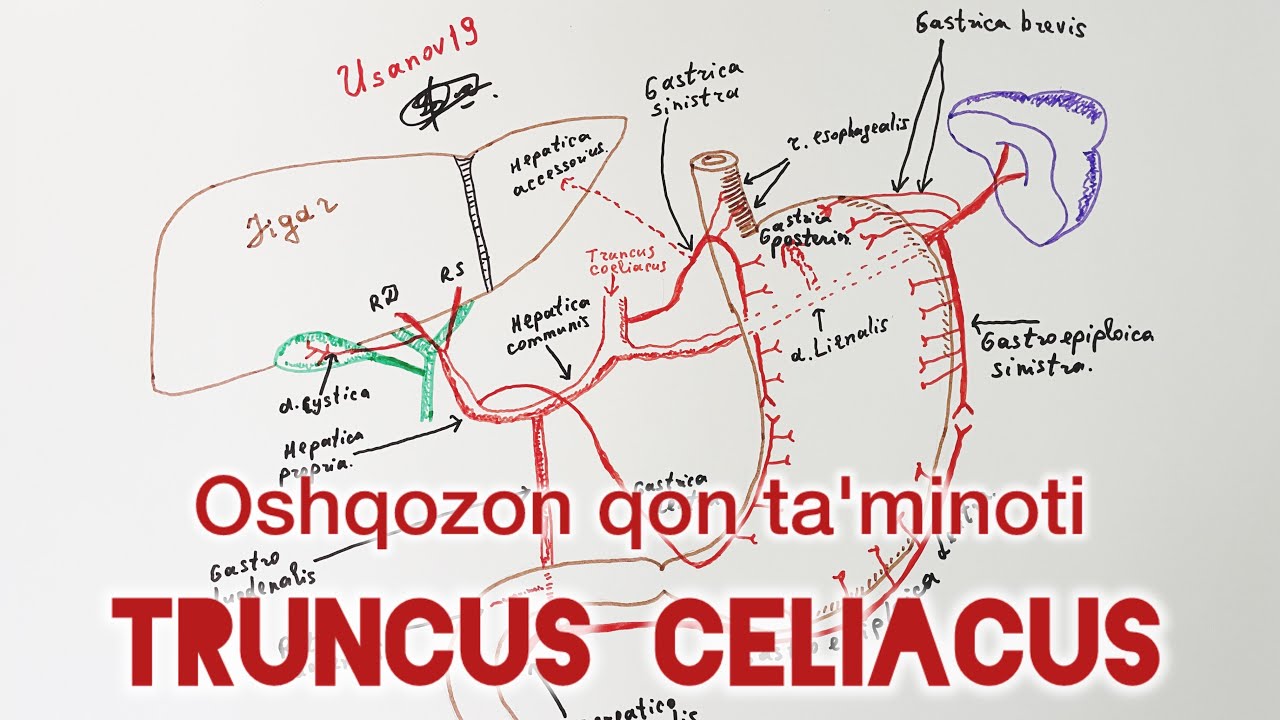 Anatomy. Truncus Celiacus. | Oshqozon qon bilan ta'minlanishi | @Usanov19