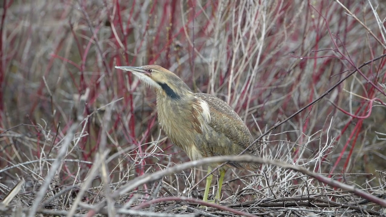 American Bittern Call