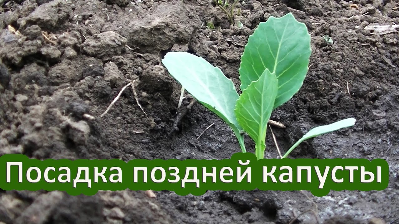 Когда сеять раннюю капусту в 2024 году. Посадка капусты в грунт. Посадка капусты в открытый. Посадка капусты на рассаду. Рассада капусты на грядке.