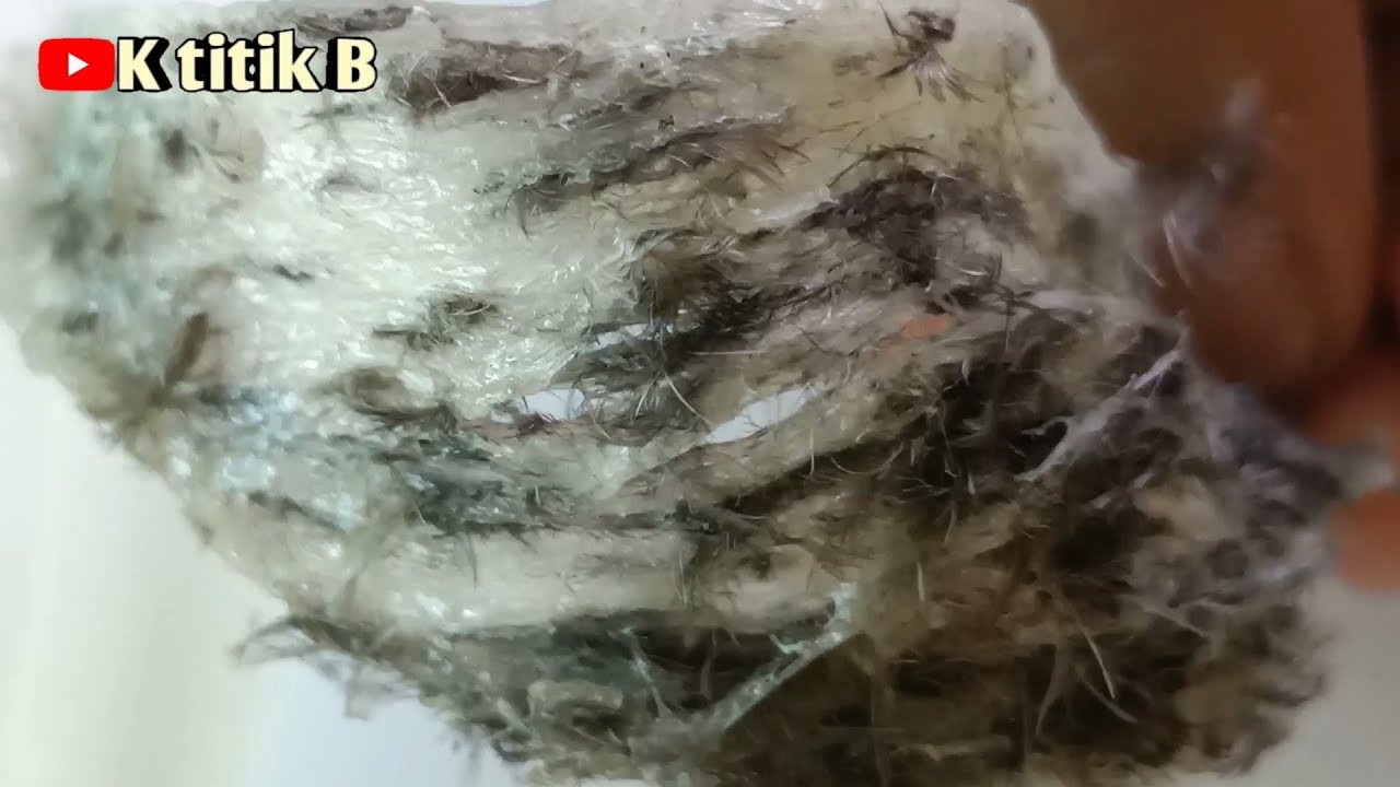 bulu lebat(cara membersihkan sarang burung walet)