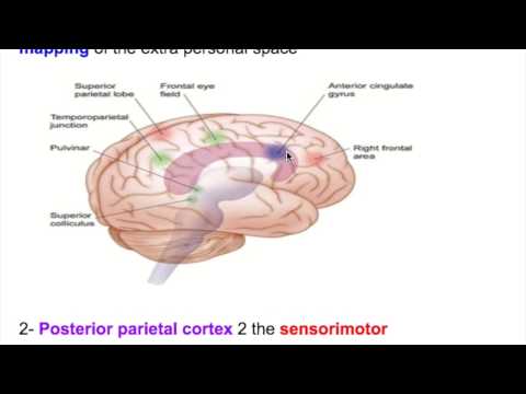 Neglect disorder/Hemineglect disorder/HEMIAGNOSIA