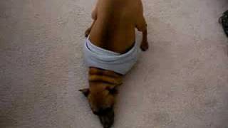 MARTINI the BREAK DANCING MIN PIN DOG! THE REMIX! MUST SEE