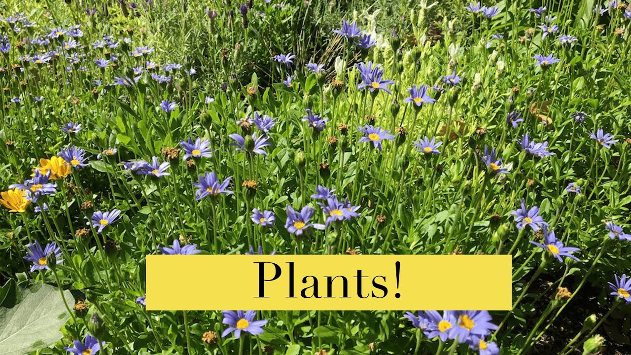 Water, Soil, Sunlight