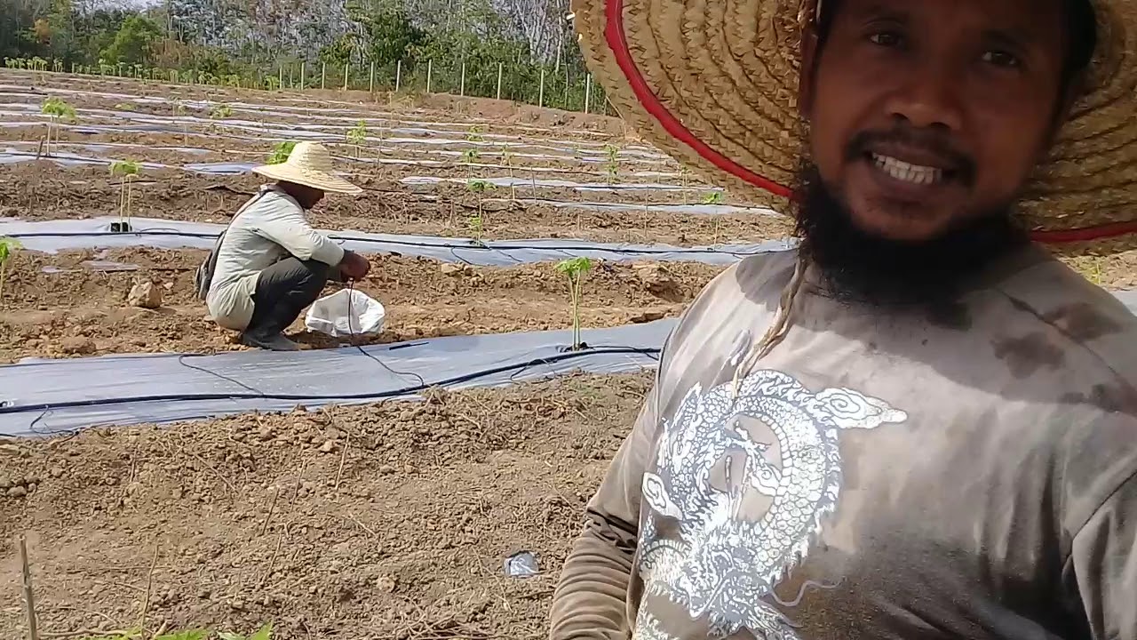 Cara menanam sistem tumpang sari || pepaya || terong || semangka 