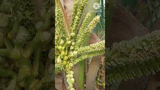 Manggar Kelapa Genjah  Bakal Buah shorts viral  yosephyoutube123