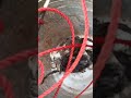 பழமையான உறை கிணற்றில் விழுந்த குட்டி பூனைகள் 😱😱😱 Rescue kitten 🐈🐈🐈#shorts