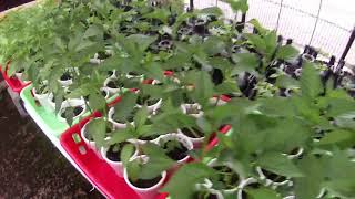 Pepper update in greenhouse 2 (5)