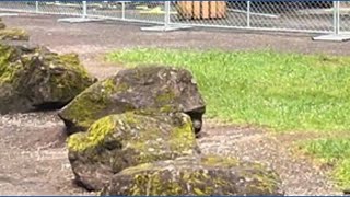 Suspicious fire destroys historic park pavilion in Washington