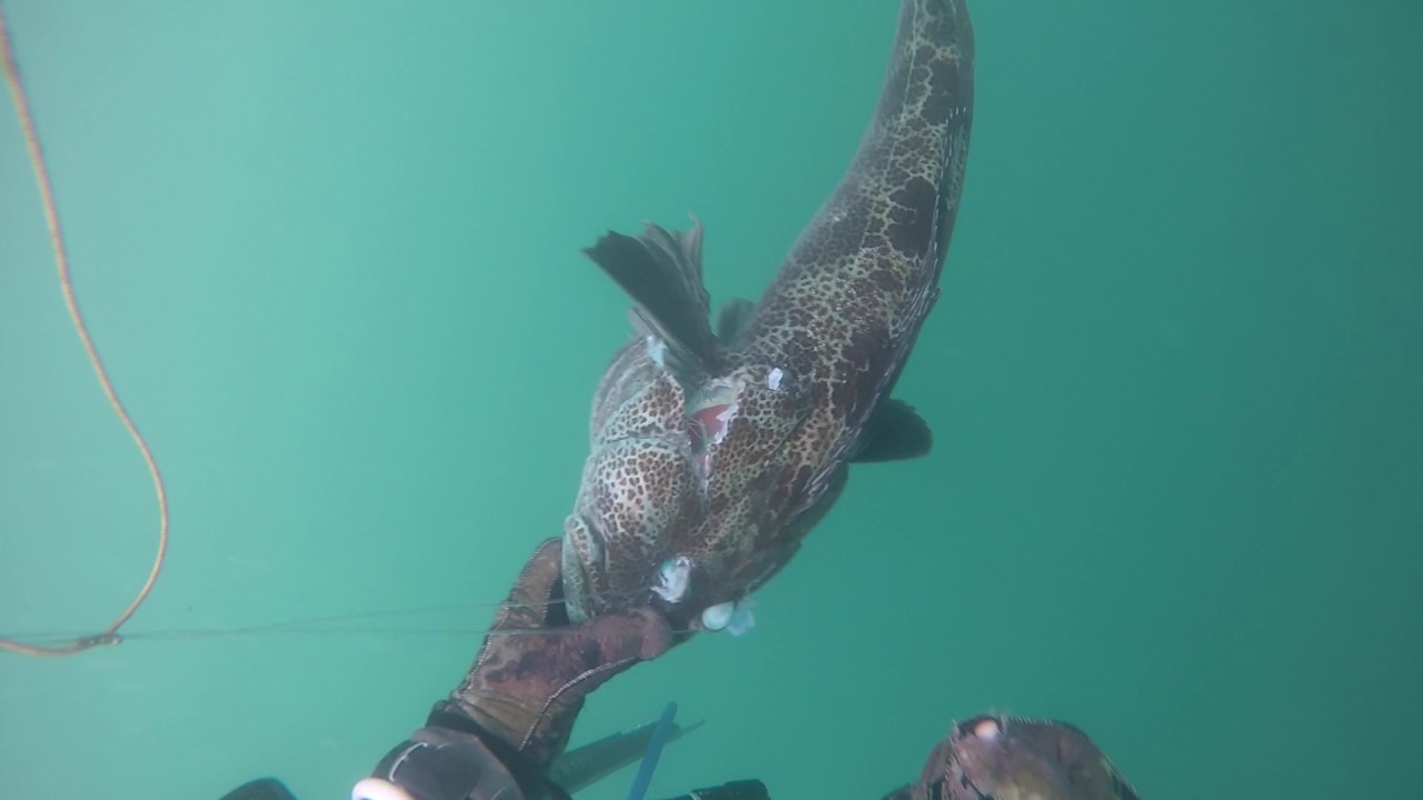 deep blue sea 3 Spearfisher Shows Awesome Lingcod Catch