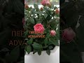 ТРОЯНДИ GRANDE РОЖЕВА НІЖНІСТЬ НА ПІДВІКОННІ троянди квіти музика Rose Flowers Music 
