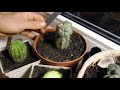 Cactus lophophora grafting