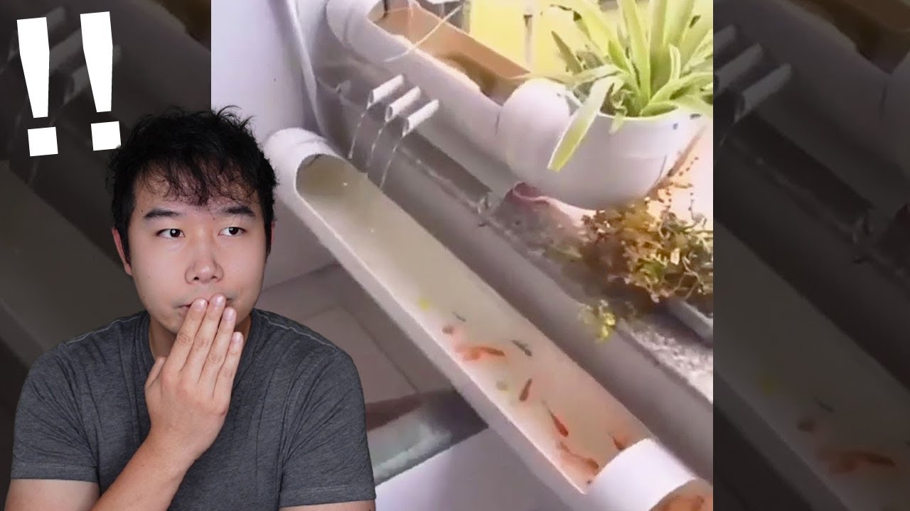 My DREAM Fish Tank Setup (no joke) | Fish Tank Review 123