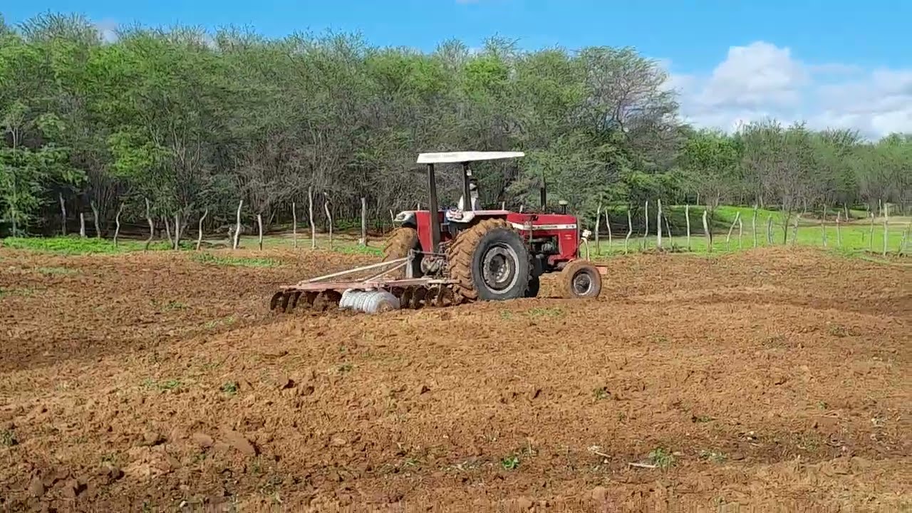 Trator massey Ferguson 275 arrando a terra