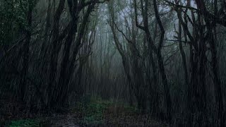 Beautiful rain in the dark forest |  1 Hour Relaxing Rain in Dark Forest to Beat Insomnia