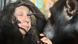 Chimpanzee Grooming in Green 